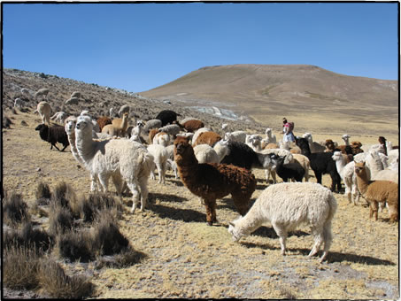 PUENTE ハンドメイド ニットコート アルパカ グレー ボリビア製