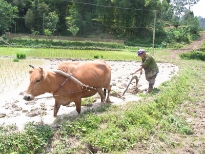 田んぼを耕す老人